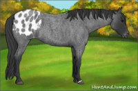 Horse Color:Blue Roan Appaloosa 