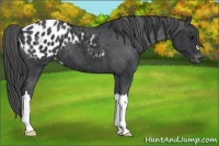 Horse Color:Black Appaloosa 