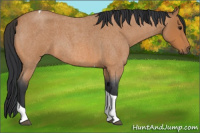 Horse Color:Bay Roan Tobiano 