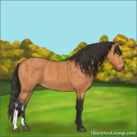 Horse Color:Bay  and Bay 