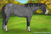 Horse Color:Blue Roan Sabino Splash  and Blue Roan Sabino Splash 