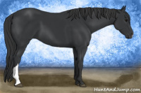 Horse Color:Black  and Black 