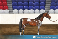 Horse Color:White Spotted Bay 