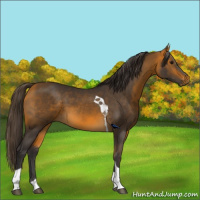 Horse Color:Buckskin Tobiano