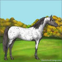 Horse Color:Grullo Appaloosa 