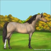 Horse Color:Buckskin Roan 