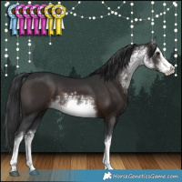 Horse Color:White Spotted Brown 