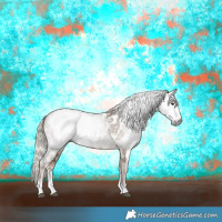 Horse Color:Gray Liver Red Dun Sabino Appaloosa 