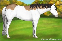 Horse Color:Buckskin Dun Splash 