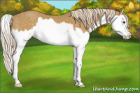 Horse Color:Palomino Splash 