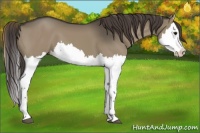 Horse Color:Smoky Grullo Splash 