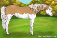 Horse Color:Palomino Splash 