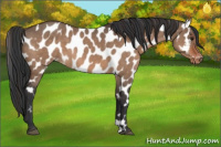 Horse Color:Brown Dun Appaloosa 