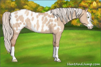 Horse Color:Silver Sable Champagne Dun Splash Appaloosa 