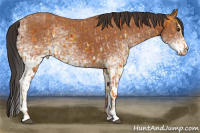 Horse Color:White Spotted Bay Splash  and White Spotted Bay Splash 
