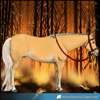 Horse Color:Palomino 