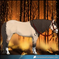 Horse Color:Bay Dun 