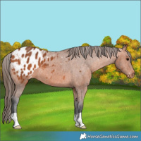 Horse Color:Bay Appaloosa 