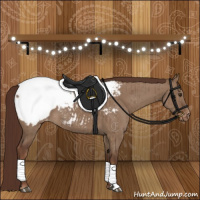 Horse Color:Liver Red Dun Appaloosa Brindle 