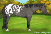 Horse Color:Grullo Appaloosa Brindle 
