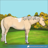 Horse Color:Palomino Dun Tobiano 