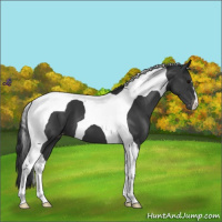 Horse Color:Black Tobiano Appaloosa 