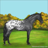 Horse Color:Blue Roan Appaloosa 