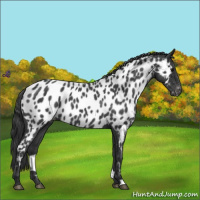 Horse Color:Blue Roan Appaloosa