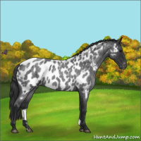 Horse Color:Blue Roan Near Leopard 