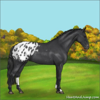 Horse Color:Blue Roan Appaloosa