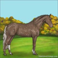 Horse Color:Silver Black Appaloosa 
