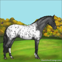 Horse Color:Blue Roan Appaloosa 