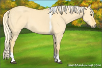 Horse Color:Palomino Dun Tobiano 