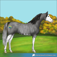 Horse Color:Smoky Blue Roan Splash Rabicano 