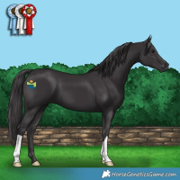 Horse Color:Smoky Black 