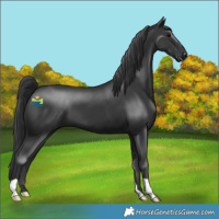 Horse Color:Black 