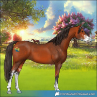 Horse Color:Bay Sabino 