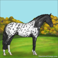 Horse Color:Blue Roan Near Leopard 
