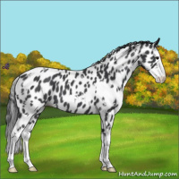 Horse Color:White Spotted Blue Roan Splash Appaloosa