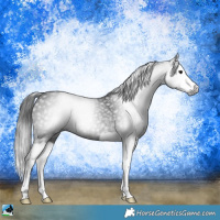 Horse Color:Gray Black Splash Rabicano