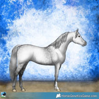 Horse Color:Gray Black Rabicano