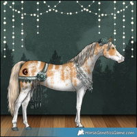 Horse Color:White Spotted Palomino 