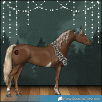 Horse Color:Chocolate Palomino Tobiano 