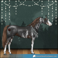 Horse Color:White Spotted Liver Chestnut 