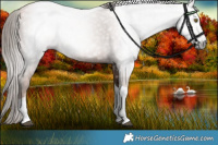 Horse Color:Gray Liver Chestnut Pearl Tobiano