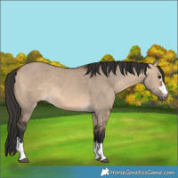 Horse Color:Brown Dun 