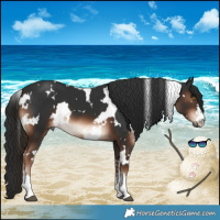 Horse Color:White Spotted Liver Chestnut 