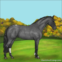 Horse Color:Blue Roan Varnish 