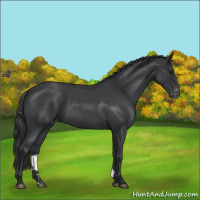 Horse Color:Blue Roan Appaloosa 