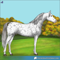 Horse Color:Blue Roan Appaloosa 